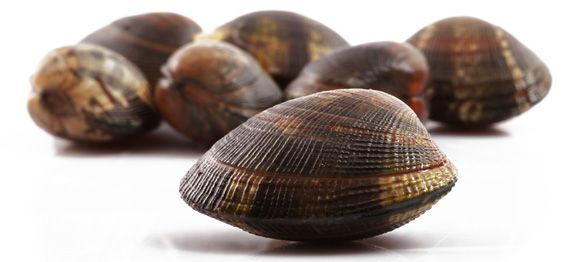 vongole vongole