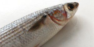 pesce cefalo