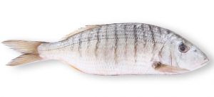 Come cucinare pesce mormora