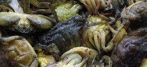 come cucinare le moleche