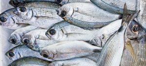 Come cucinare le occhiate