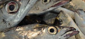 pesce spatola