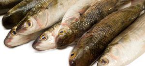 Come cucinare il branzino surgelato