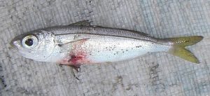 boga
